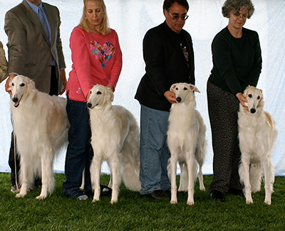 2007 Stud Dog Class - 3rd