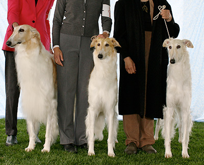2007 Stud Dog Class - 4th