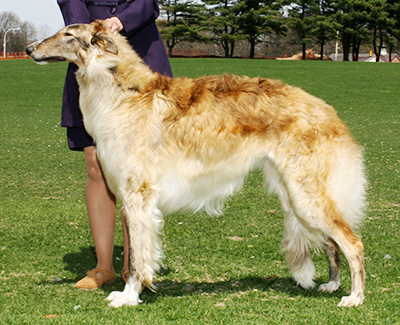 2007 Puppy Sweepstakes Bitch, 12 months and under 15 - 2nd