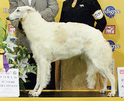 2007 Puppy Sweepstakes Bitch, 6 months and under 9 - 3rd