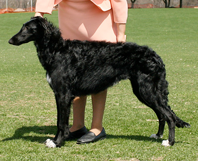 2007 Puppy Sweepstakes Bitch, 6 months and under 9 - 4th