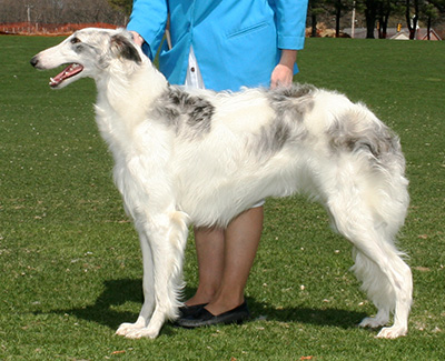 2007 Puppy Sweepstakes Bitch, 9 months and under 12 - 4th