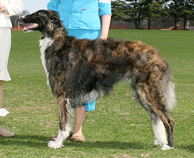 2007 Puppy Sweepstakes Dog, 12 months and under 15 - 3rd