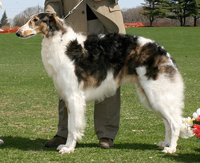 2007 Puppy Sweepstakes Dog, 15 months and under 18 - 2nd