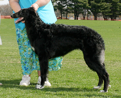 2007 Puppy Sweepstakes Dog, 6 months and under 9 - 3rd