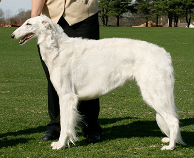 2007 Veteran Sweepstakes Bitch, 9 months and under 12 - 1st