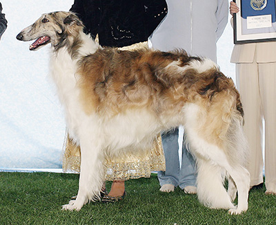 2007 Winners Dog