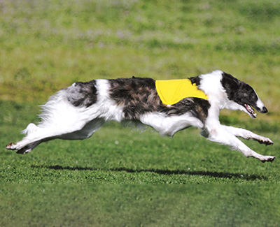 2008 ASFA Lure Coursing Open 1st