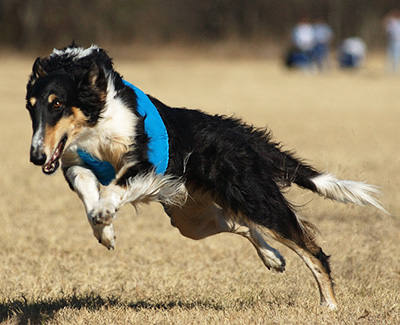 2008 ASFA Lure Coursing Veteran 1st