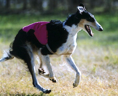 2008 ASFA Lure Coursing Veteran 3rd