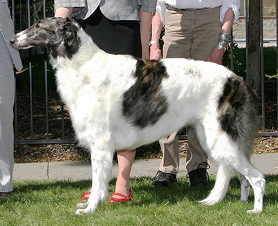 2008 Bitch, Amerian Bred - 2nd