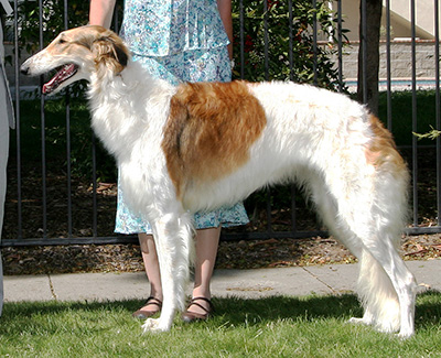 2008 Bitch, Amerian Bred - 4th