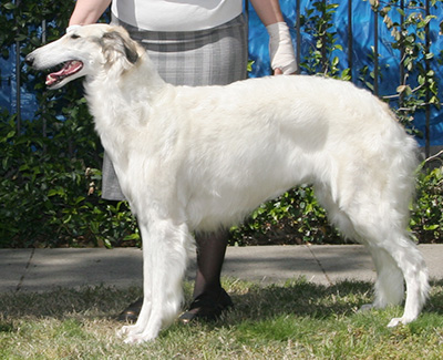 2008 Bitch, Bred by Exhibitor - 2nd