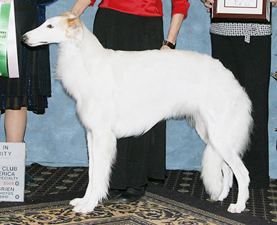 2008 Bitch, Bred by Exhibitor - 3rd