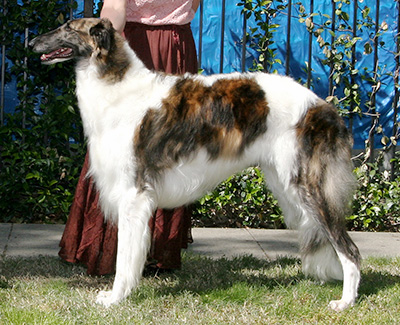 2008 Bitch, Bred by Exhibitor - 4th