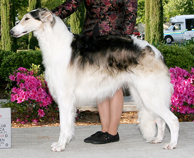 1992 Best Bred By Exhibitor In Specialty