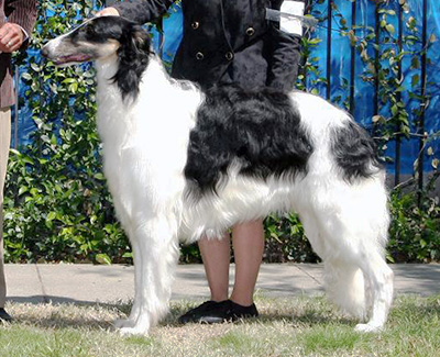 2008 Dog, 12 months and under 18 - 1st
