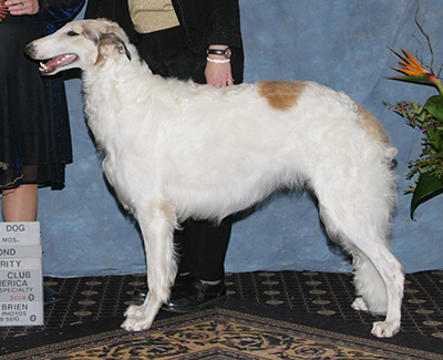 2008 Dog, 12 months and under 18 - 2nd