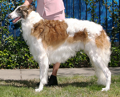 2008 Dog, 12 months and under 18 - 4th