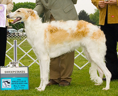 2008 Dog, 6 months and under 9 - 3rd