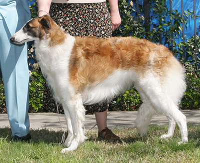 2008 Dog, 9 months and under 12 - 3rd