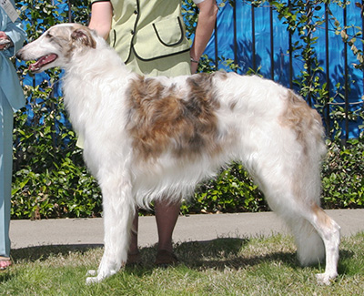 2008 Dog, Amerian Bred - 1st