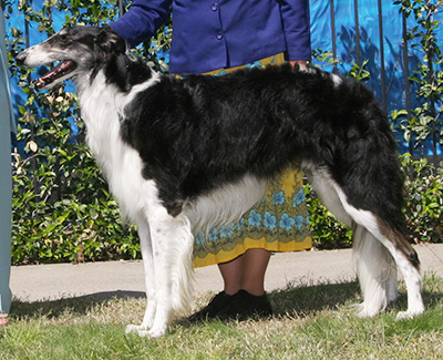 2008 Dog, Amerian Bred - 2nd