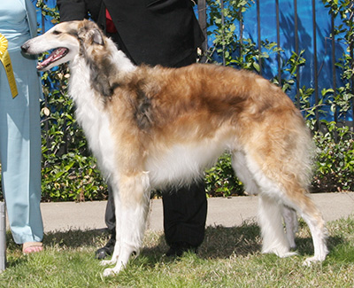 2008 Dog, Amerian Bred - 3rd