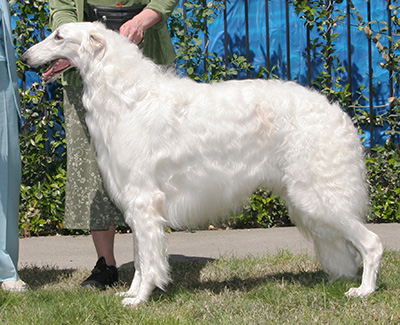 2008 Dog, Bred by Exhibitor - 2nd