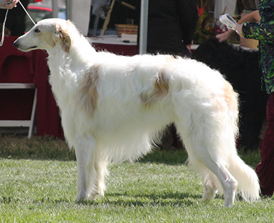 2008 Dog, Bred by Exhibitor - 3rd