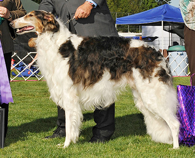 2008 Dog, Bred by Exhibitor - 4th