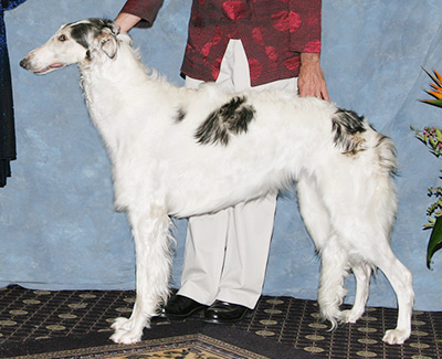 2008 Futurity Bitch, 18 months and under 21 - 1st