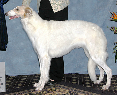 2008 Futurity Bitch, 21 months and under 24 - 2nd