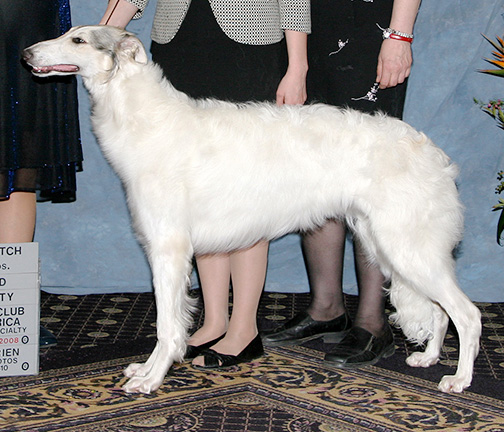 2008 Futurity Bitch, 6 months and under 9 - 2nd