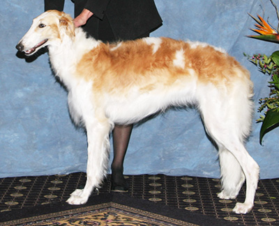 2008 Futurity Bitch, 9 months and under 12 - 3rd