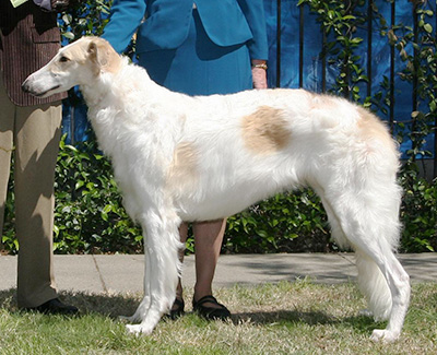 2008 Futurity Dog, 12 months and under 15 - 3rd