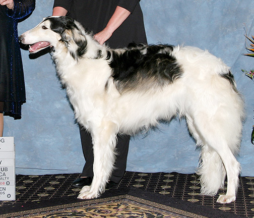 2008 Futurity Dog, 12 months and under 15 - 4th