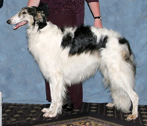 2008 Futurity Dog, 15 months and under 18 - 4th