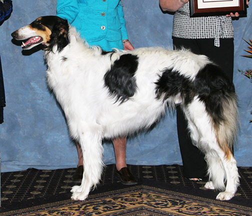 2008 Futurity Dog, 18 months and under 21 - 1st