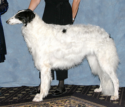 2008 Futurity Dog, 18 months and under 21 - 2nd