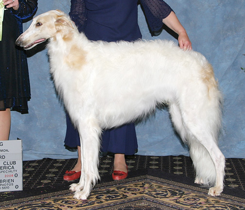 2008 Futurity Dog, 18 months and under 21 - 3rd