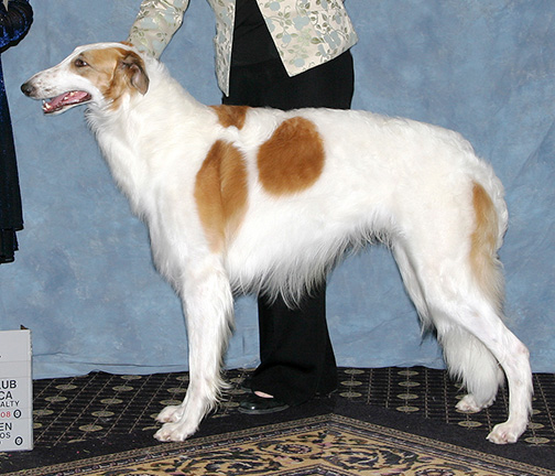 2008 Futurity Dog, 21 months and under 24 - 2nd
