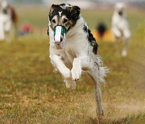 2008 LGRA Best of Breed