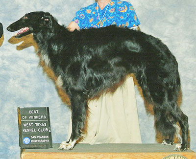 2008 Puppy Sweepstakes Dog, 15 months and under 18 - 2nd