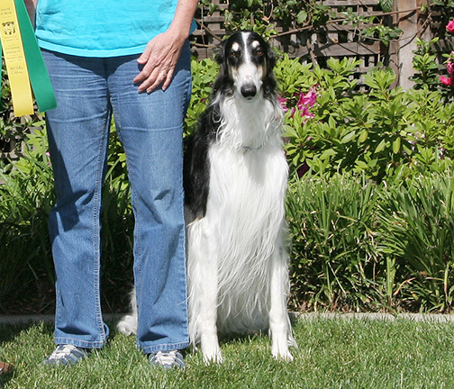 2008 Obedience Award of Merit