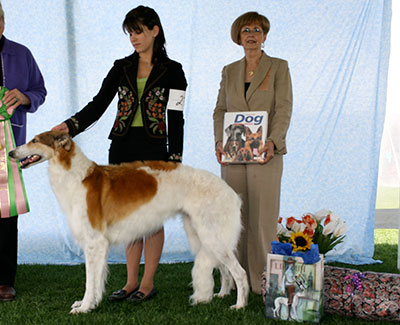 2008 Open Senior Junior Showman Class - 1st