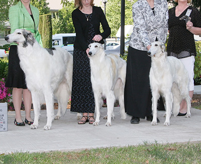 2008 Stud Dog Class - 1st