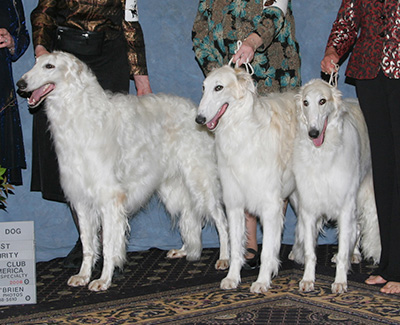 2008 Stud Dog Class - 2nd