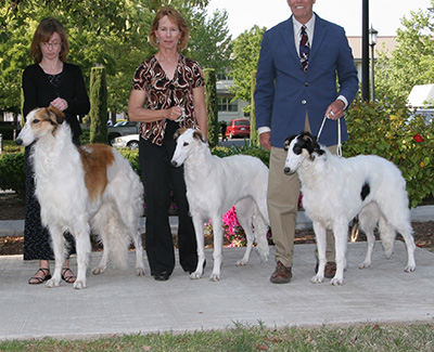 2008 Stud Dog Class - 3rd