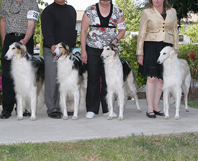 2008 Stud Dog Class - 4th